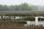 Zunasche heide