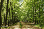 Mosbeekweg