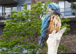 IJsvogel | Anne Wenzel