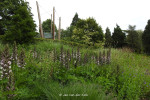 tuin theehuis De Karmeliet
