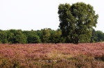 Paardenslenkte