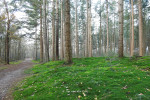 Zandstuvebos