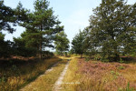 Sallandse Heuvelrug