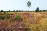 Sallandse Heuvelrug