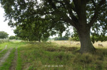 Waterbuffer Dakhorst