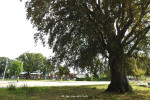 Oude rode beuk is ziek