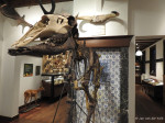 Natura Docet    De eland van Borne