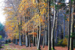 Nijreesbos