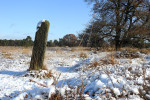 markesteen Buurse Honesch