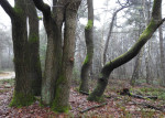 Sallandse Heuvelrug