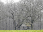 Kroezeboom met Landkruis Heilig Hartkapel