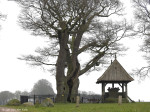Kroezeboom met Landkruis Heilig Hartkapel