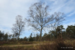 Lankheet