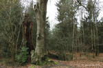 Lankheet