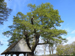 Kroezeboom met Landkruis Heilig Hartkapel